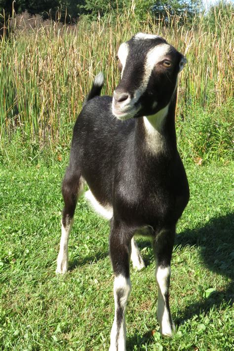 Black Goat Breeds Farmhouse Guide