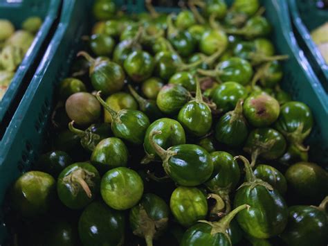 Jilo É Fruta Ou Verdura - Amado ou odiado: jiló é aliado poderoso para uma alimentação saudável