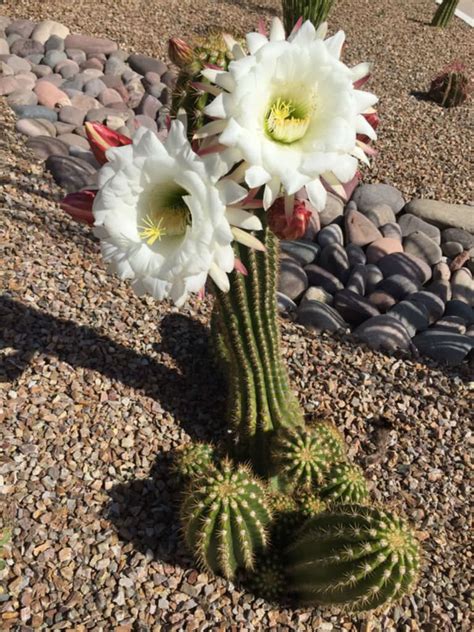 Echinopsis Candicans Argentine Giant World Of Succulents