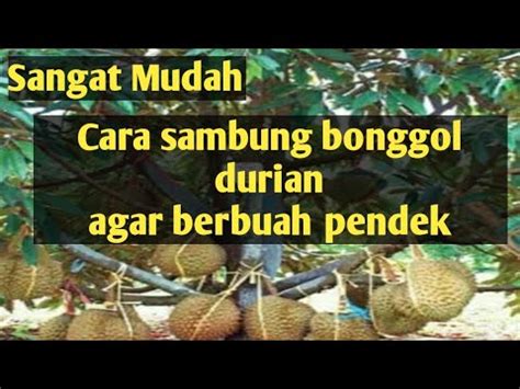 Sangat Mudah Cara Melakukan Sambung Bonggol Durian YouTube