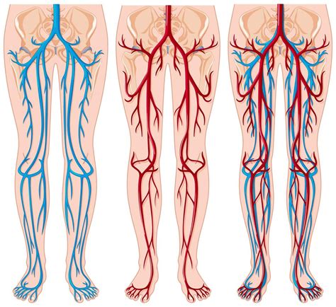 Diagram showing blood vessels in human 418421 Vector Art at Vecteezy