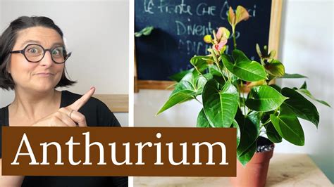 Anthurium Cura E Coltivazione Piante Da Interno YouTube