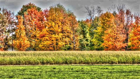 Fall Foliage Free Stock Photo - Public Domain Pictures