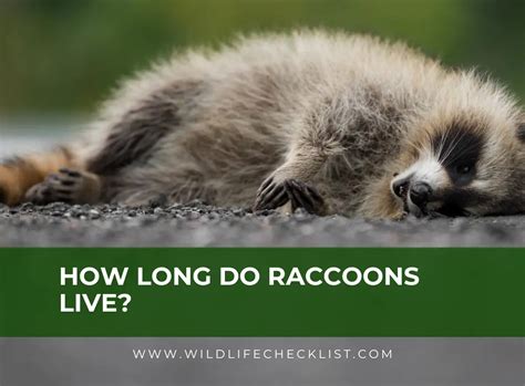 How Long Do Raccoons Live The Average Lifespan Of A Raccoon Wildlife