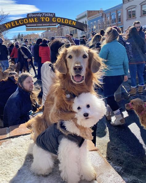 Goldens in Golden 2023 - Canine University Denver