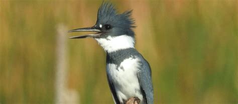 The Belted Kingfisher | Critter Science