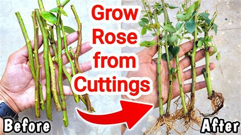 How To Grow Rose From Cutting At Home Propagate Roses From Stem Cuttings Youtube