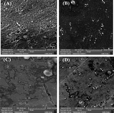 SEM Micrographs 2000 Of The Surface Of Mild Steel After 5 H Of