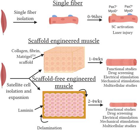 Skeletal Muscle Cell