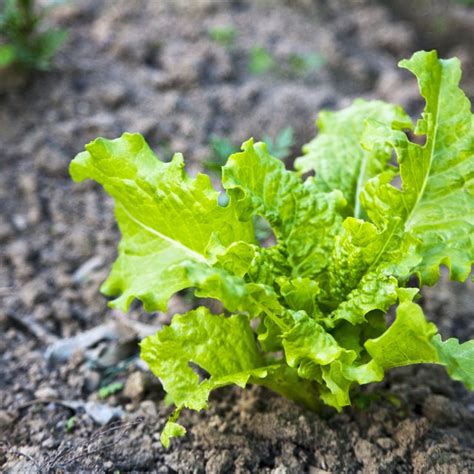 Nutritional Benefits of Butter Leaf Lettuce | Our Everyday Life