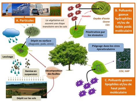 Quel Est L Impact Des Polluants De Lair Sur La V G Tation