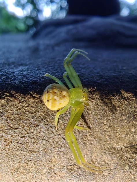 Spiders Are Also Camouflage Masters In The Wild Cgtn