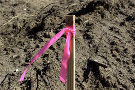 Demystifying Pink Survey Markers: What Do They Mean? | Cook Surveying