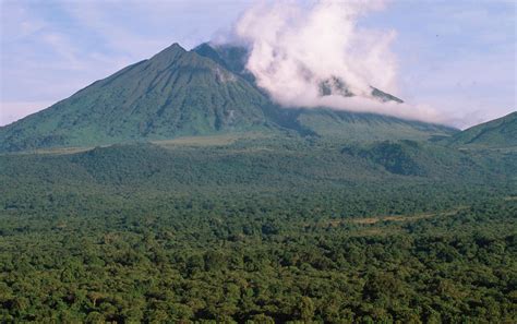 Protecting the Congo Rainforest and Future Prospects | congorainforest