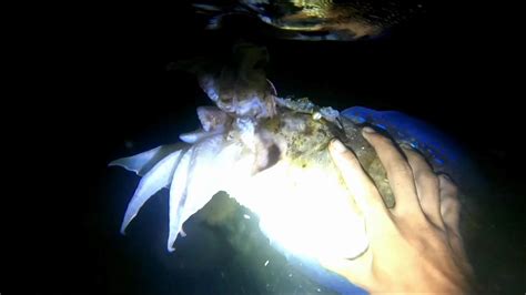 Jackpot Night Spearfishing Cuttle Fish Unicorn Fish Lobster And Lapu