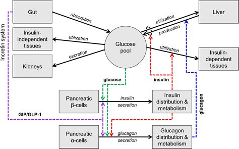 Frontiers Mathematical Modeling For The Physiological And Clinical