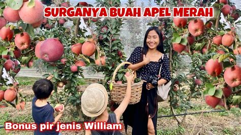 PANEN BUAH APEL MERAH SEPUASNYA LANJUT PIR WARNA COKLAT YouTube