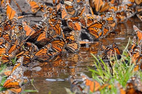 BEBEDEROS MARIPOSA MONARCA Los Saucos Valle De Bravo Carretera