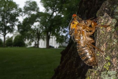 Free Fertilizer After Short Life Above Ground 17 Year Cicadas Dying