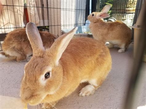 Las Mejores Razas De Conejos De Carne Del Mundo Fumi Pets