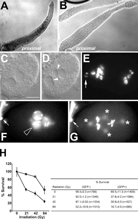 Cki 2cs Causes Multiple Phenotypes Typical Of A Negative Cell Cycle Download Scientific Diagram