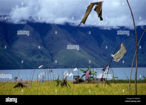 scarecrow bird scare farmer toba batak tobakarosimalungunpak pak