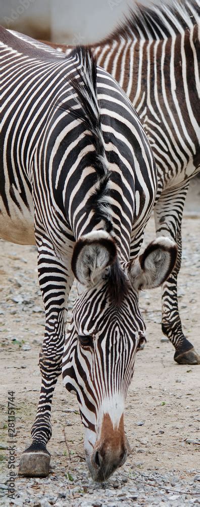 The Grevy S Zebra Equus Grevyi Also Known As The Imperial Zebra Is