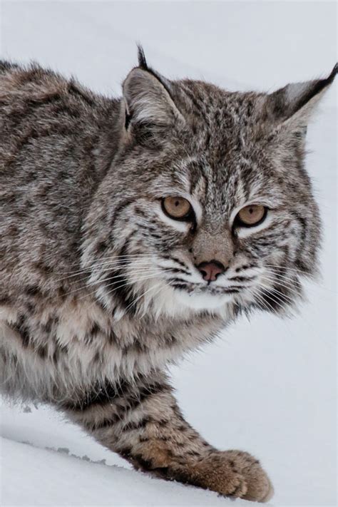 29 Interesting Facts About Bobcats Most People Dont Know I Interesting