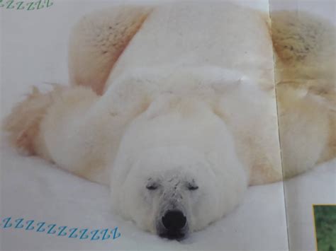 Sleeping polar bear by qman256 on DeviantArt