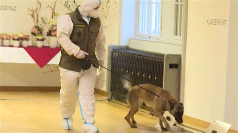 Hunde erschnüffeln das Virus oe24 tv