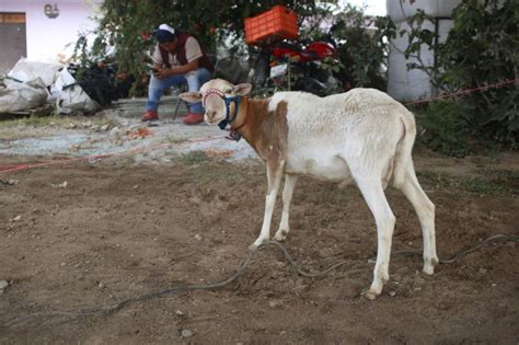 Paola Ang N Entrega Paquetes De Ovinos Para Apoyar Al Campo Cholulteca