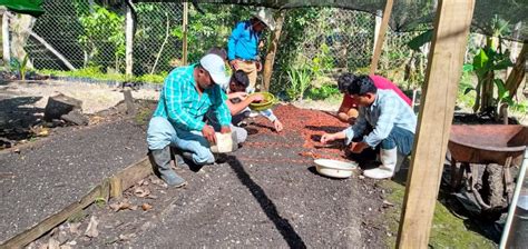 Maga En Pet N Inicia Producci N De Mil Plantas Forestales