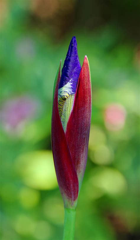 Banco De Imagens Natureza Flor Plantar Folha Flor P Tala Verde