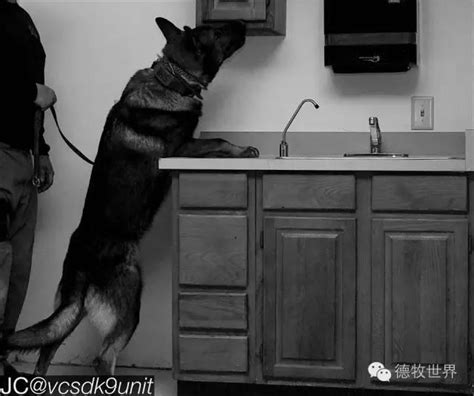 K9 警犬 军犬 我们的英雄 每日头条