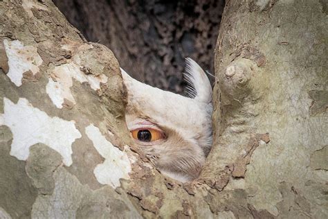 Leucistic Great Horned Owl In Nest Photograph By Lorraine Matti Pixels