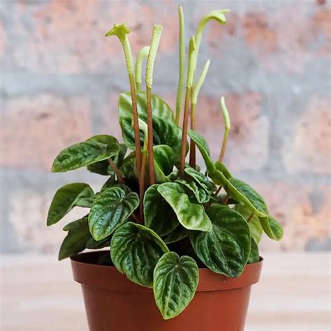 Peperomia Caperata Lilian Radiator Plant Eye Catching Houseplant