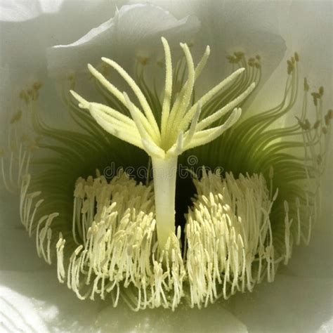 Close Up Look Of Echinopsis Spachiana Golden Torch Cactus Flower Stock