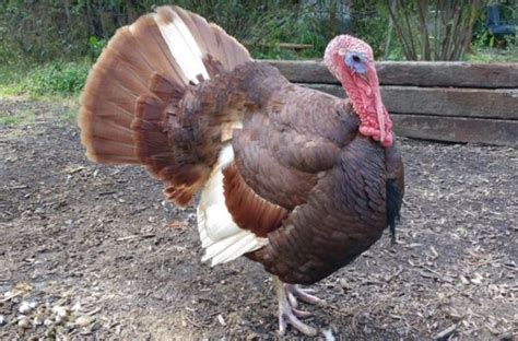 Turkey Anatomy: Revealing the Mysteries of Snood, Caruncle, Wattle, and ...