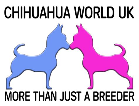 Chihuahua World UK - Home of the UK's best Chihuahua