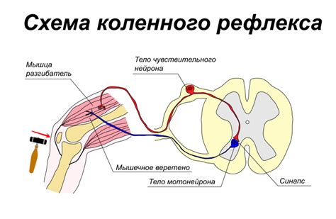 Patellar Reflex Diagram - Wiring Diagram Pictures