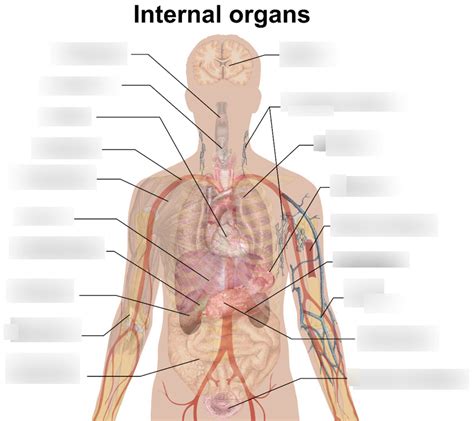 Internal Organs Diagram Quizlet