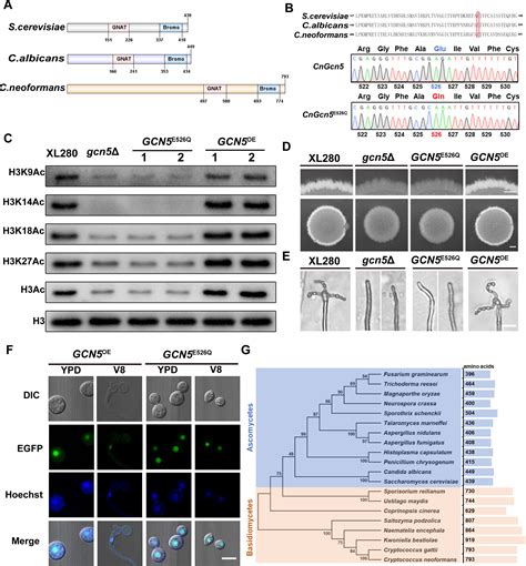 Histone Acetyltransferase Gcn5 Mediated Histone H3 Acetylation