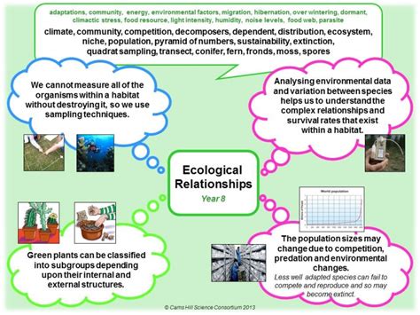 Chart Of Ecological Relationships