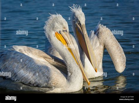 Dalmatian Pelican Pelecanus Crispus Shot At Sunrise At Lake Kerkini