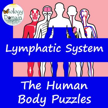 Human Body Lymphatic System Crossword And Word Search By Biology Domain