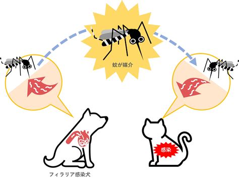 猫のフィラリア症とは？元獣医師が教える3つの特徴！ けものはっく