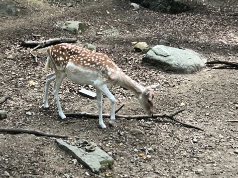 Southwicks Zoo 2022 Brown And White Fallow Deer By Alecborden1014 On