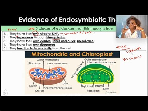 Cell Theory And Endosymbiosis Youtube