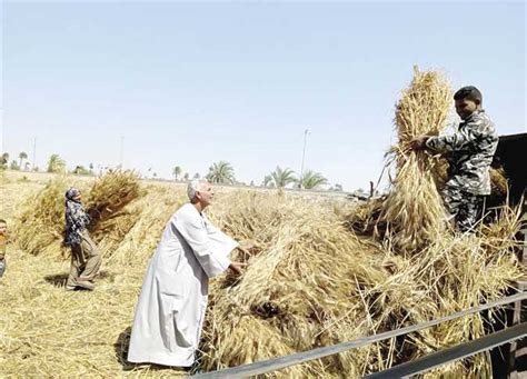 الزراعة حصاد مليون فدان قمح فى المحافظات المصري اليوم