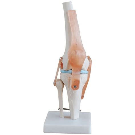 Buy Knee Joint Simulation Model Medical Anatomy Human Life Size